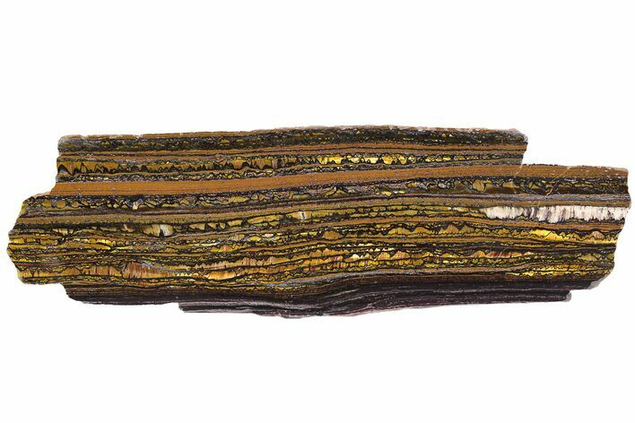 Polished Tiger Iron Stromatolite Slab - Billion Years #222080